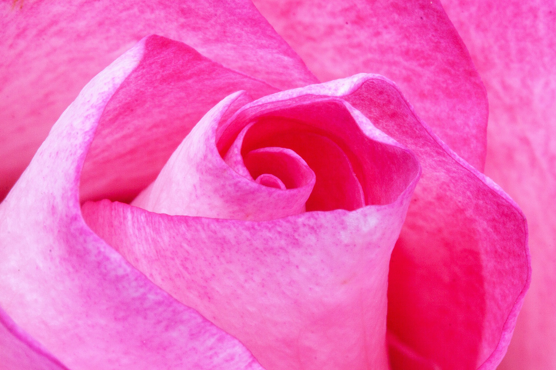 Rosenblütenblätter pink